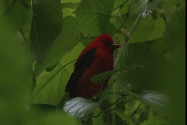 Scarlet Tanager - ML403563