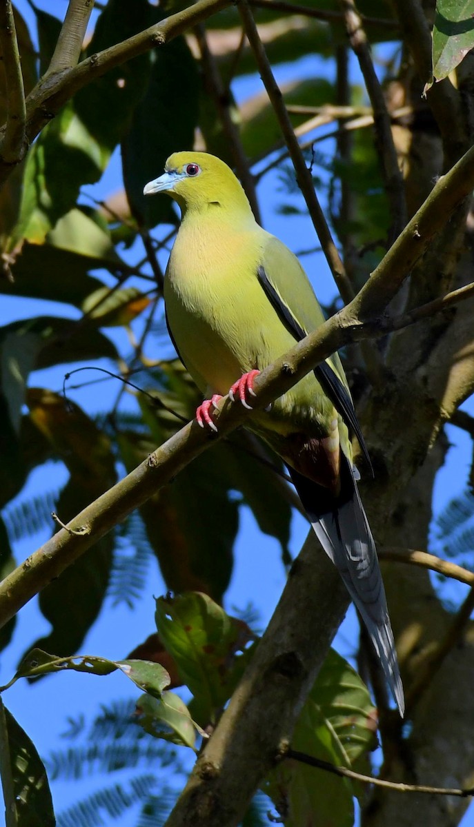 Pin-tailed Green-Pigeon - ML403566471