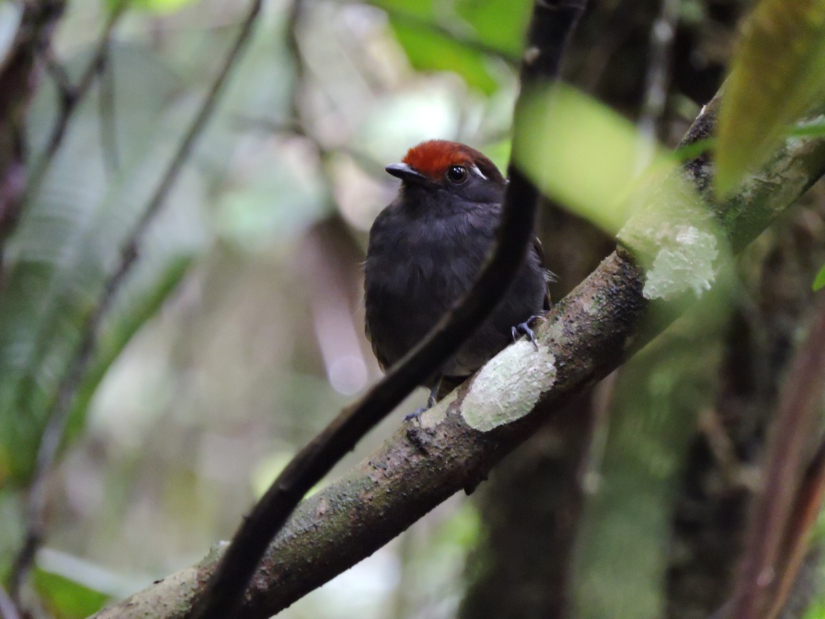Chestnut-crowned Gnateater - ML40356941
