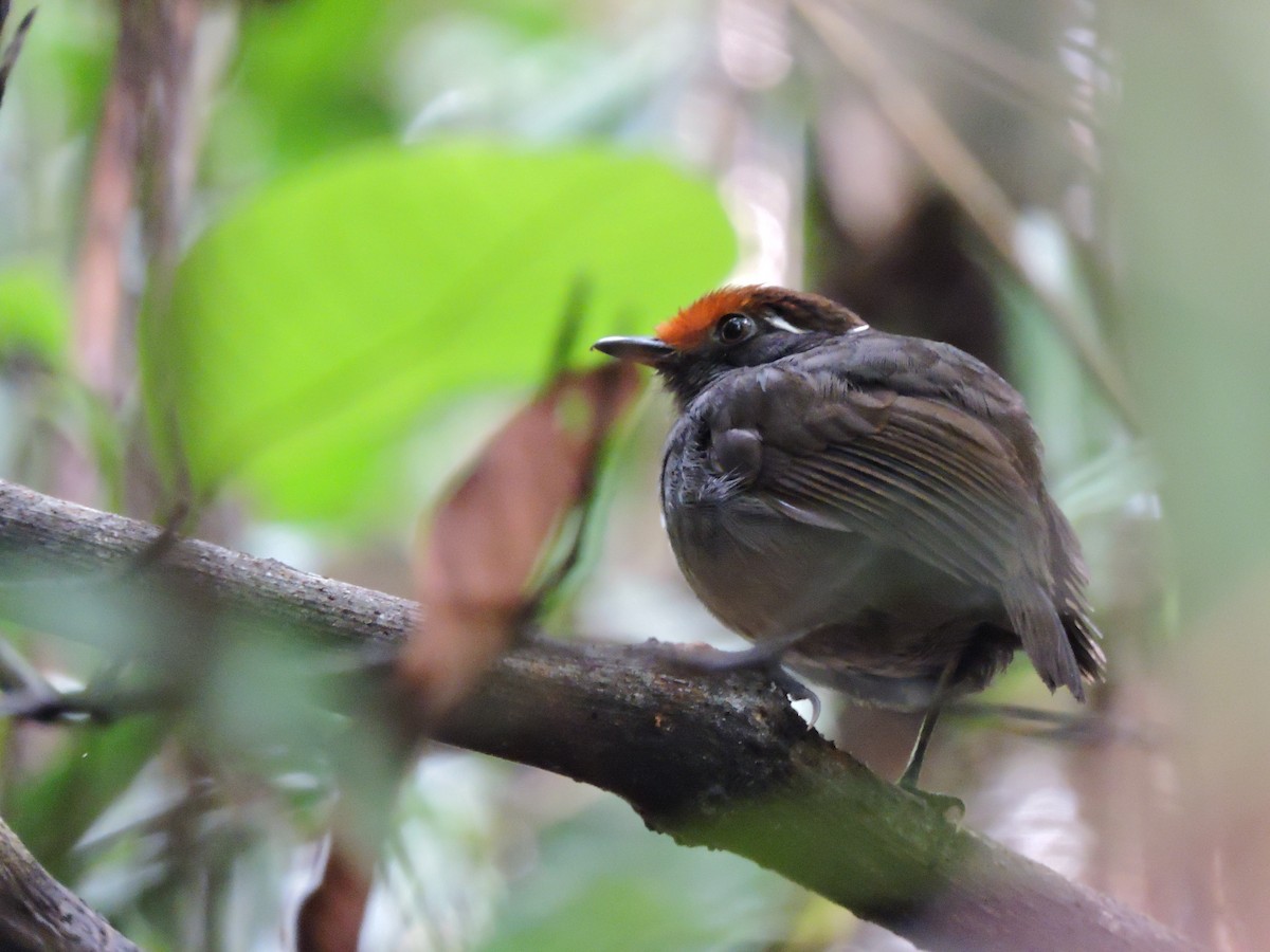Chestnut-crowned Gnateater - ML40356951