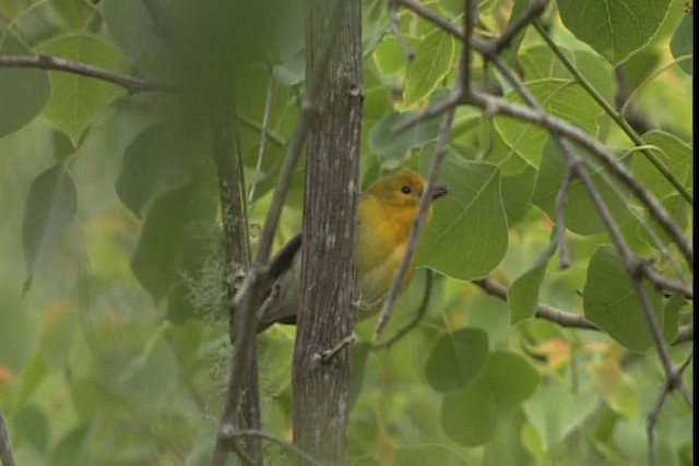 Prothonotary Warbler - ML403570