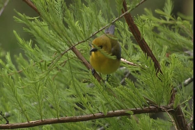 Prothonotary Warbler - ML403571