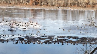 Canada Goose, ML403571631