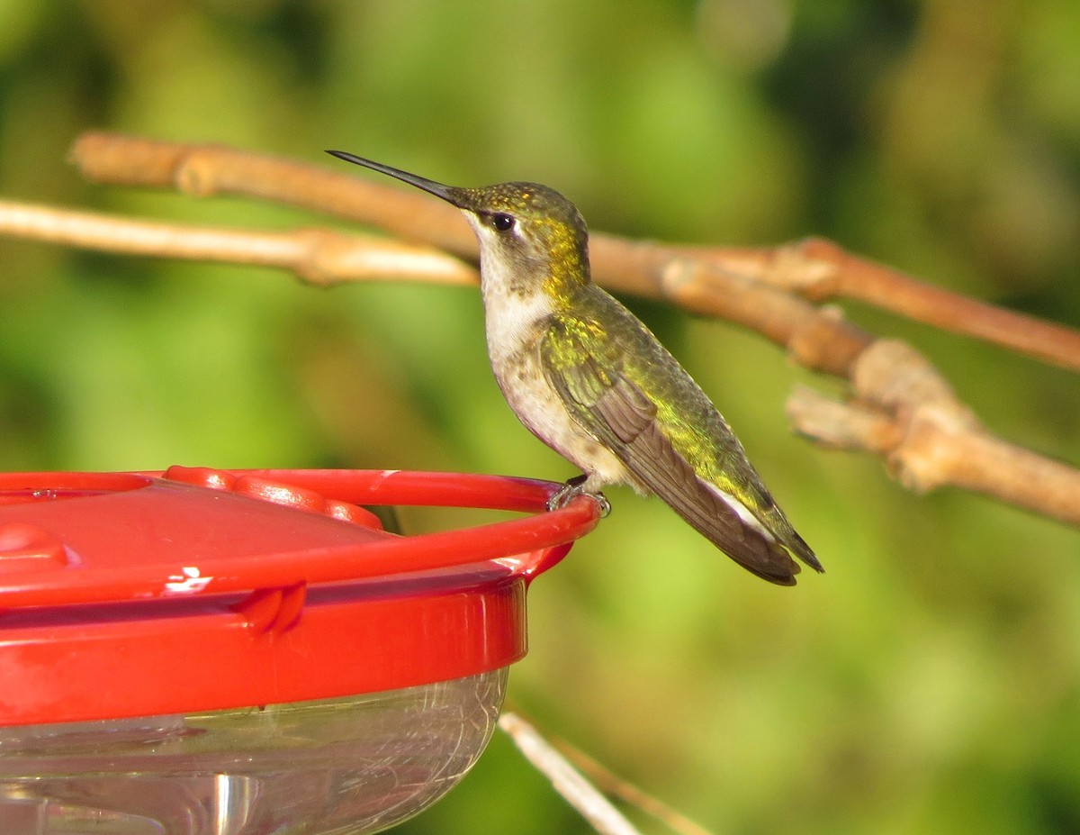 Ruby-throated Hummingbird - ML40357251