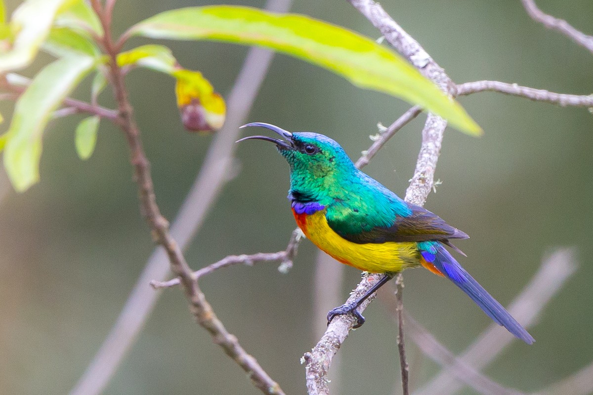 Regal Sunbird - Rhys Marsh