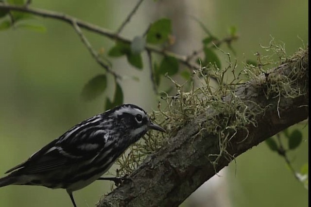 Black-and-white Warbler - ML403576
