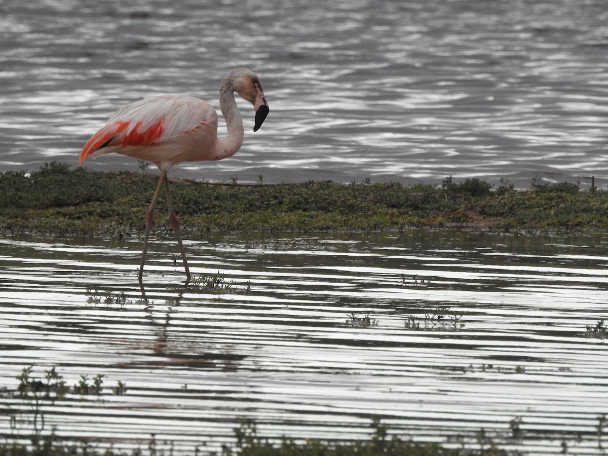 Chilean Flamingo - ML403579411