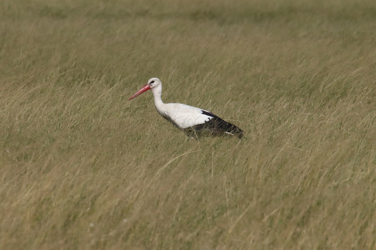White Stork - ML403581201