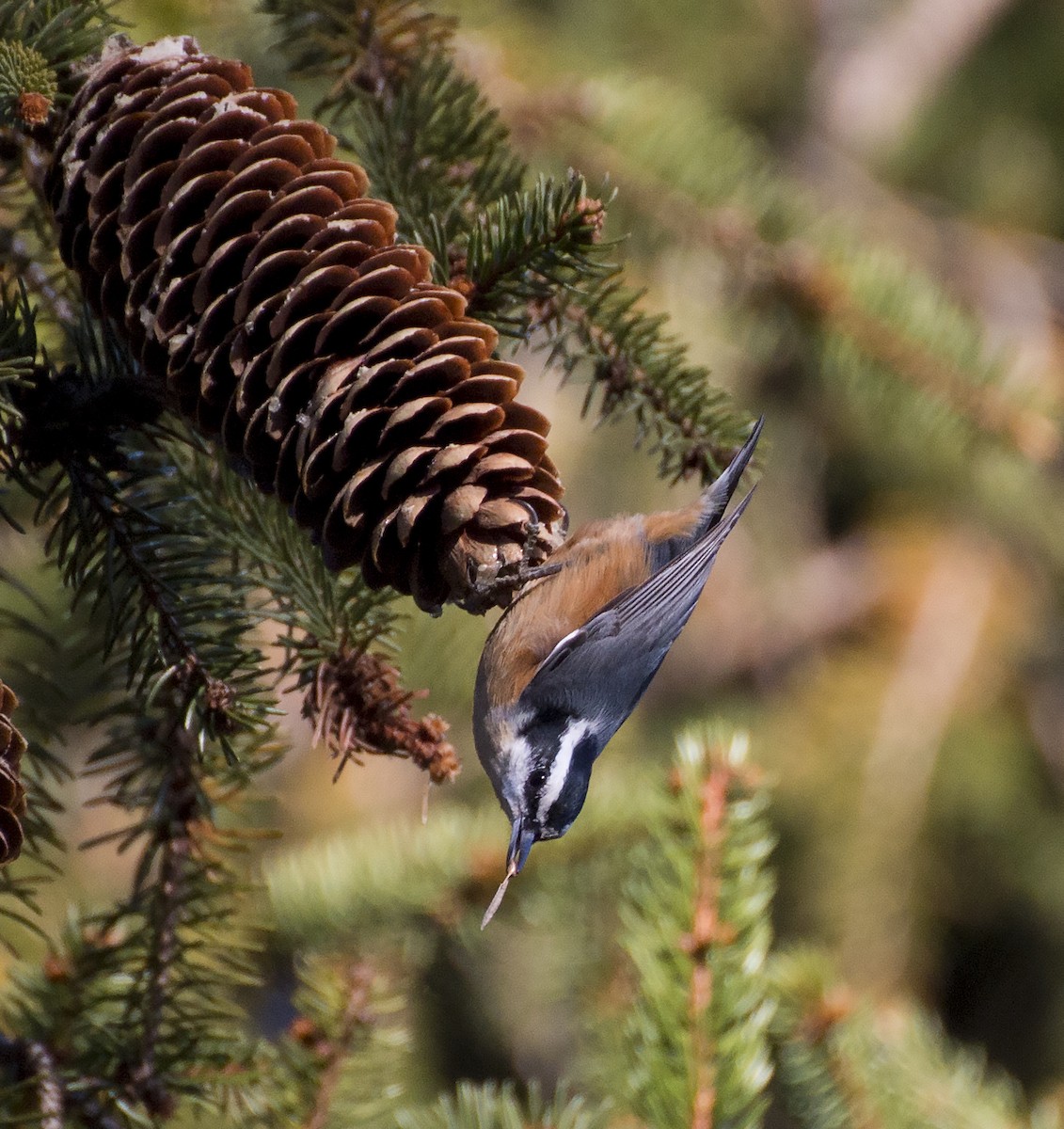 Red-breasted Nuthatch - ML40358181