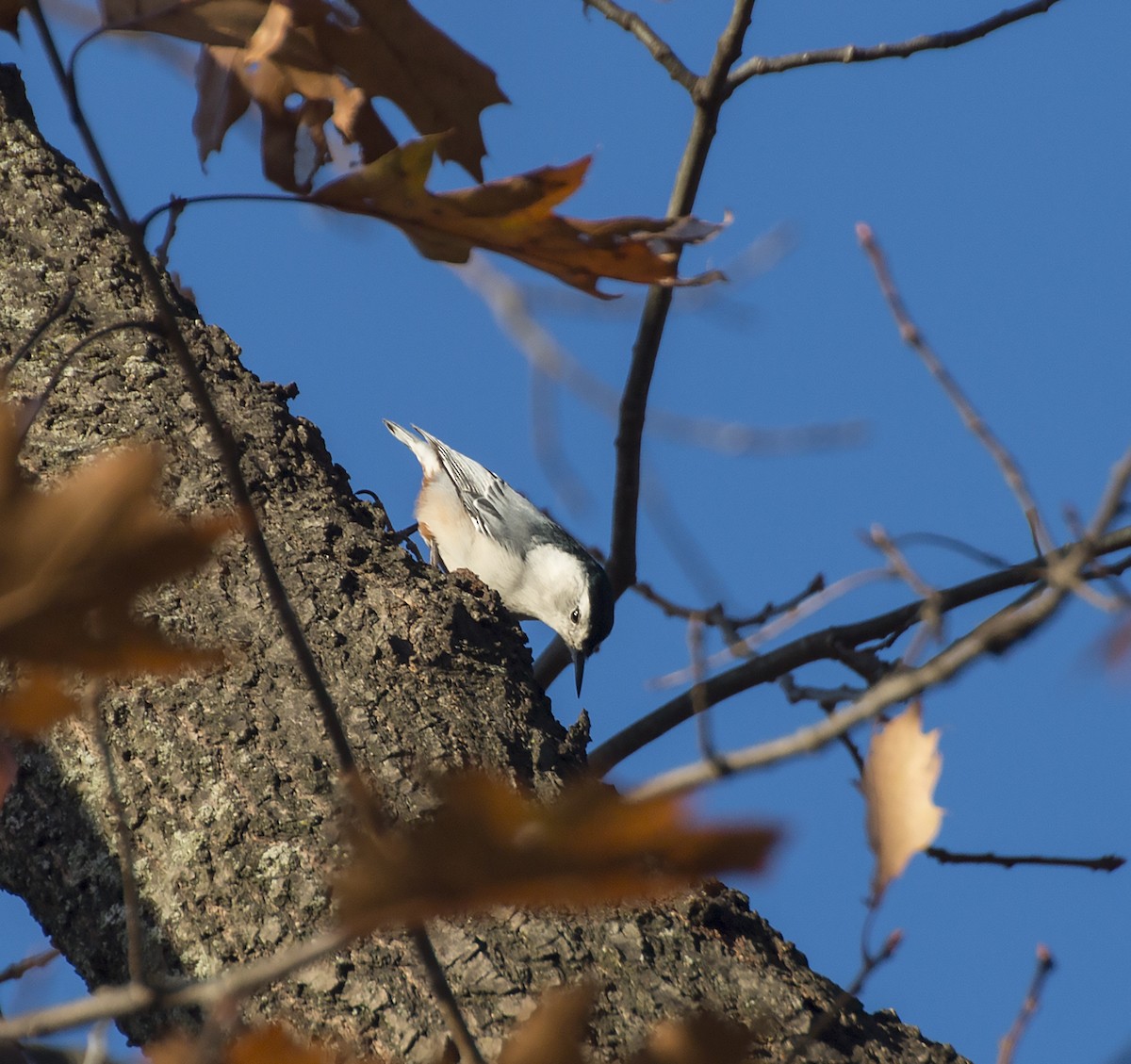 White-breasted Nuthatch - Marcina Trimmell