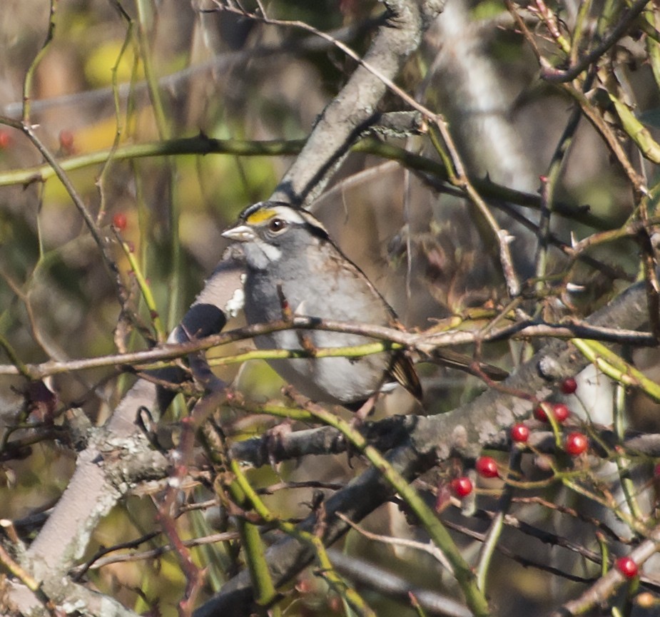 White-throated Sparrow - ML40358371