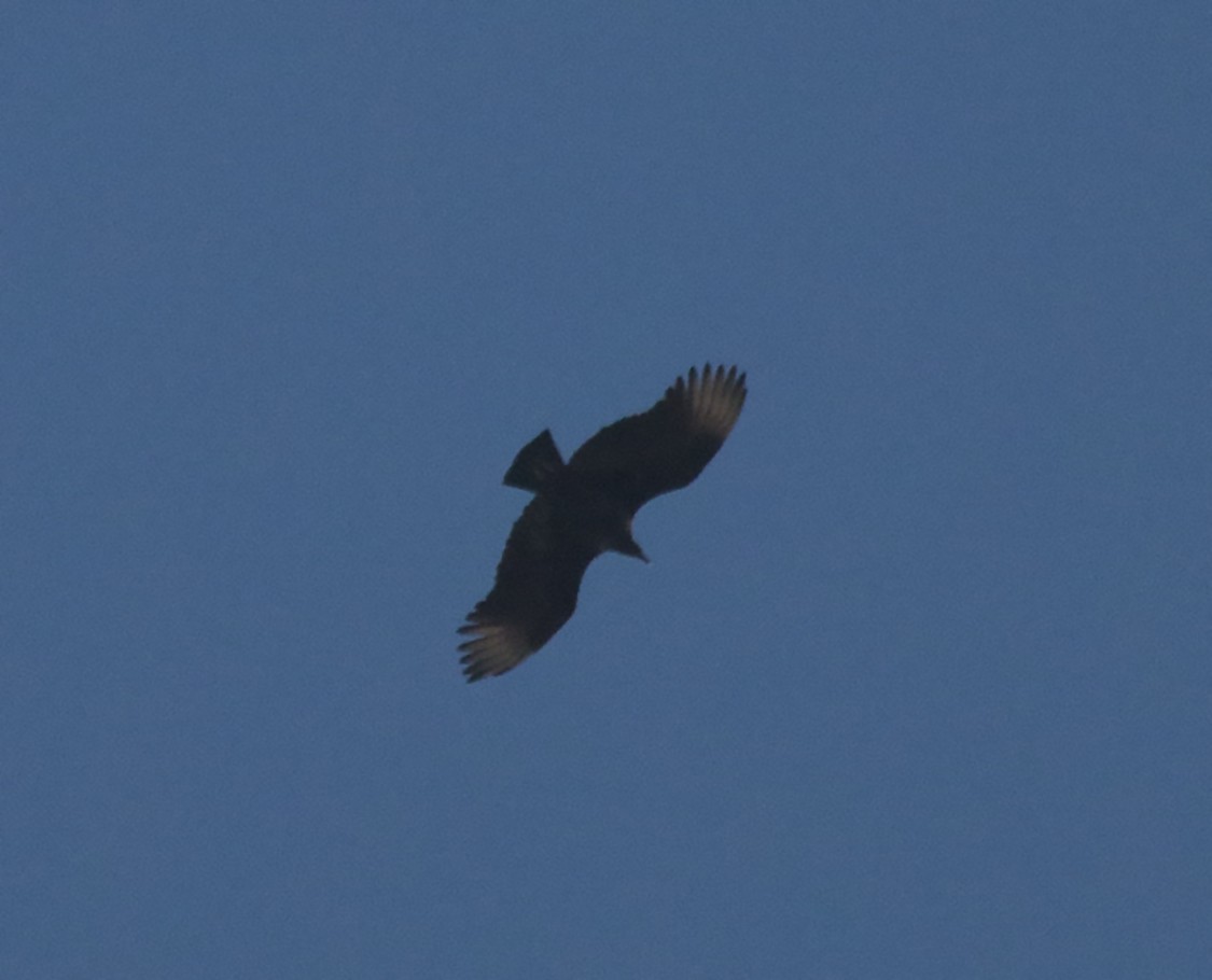 Black Vulture - ML40358401