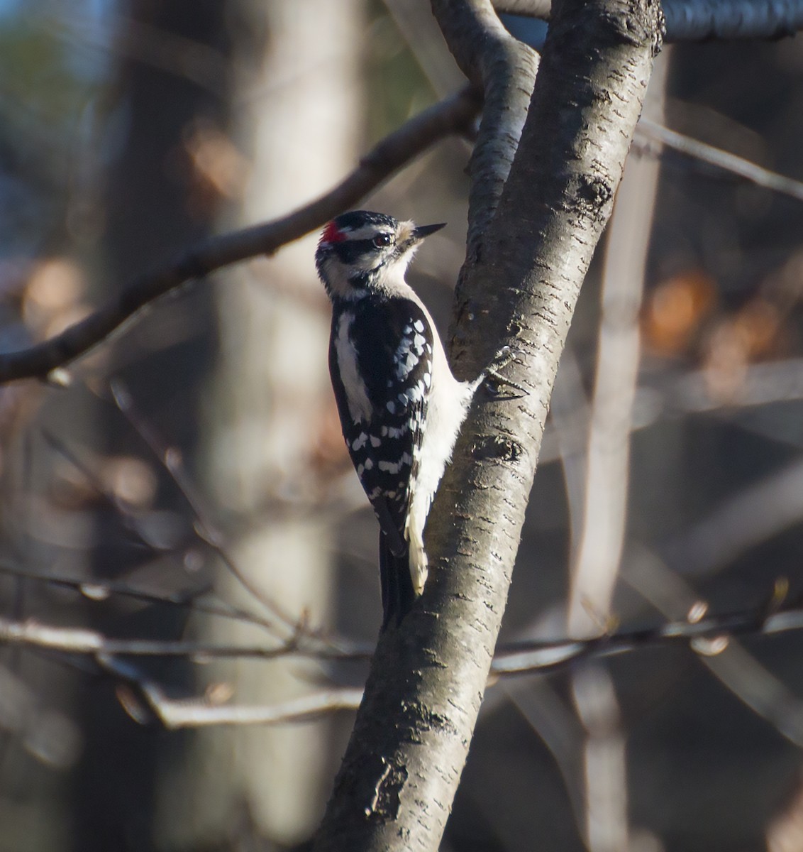 Downy Woodpecker - Marcina Trimmell