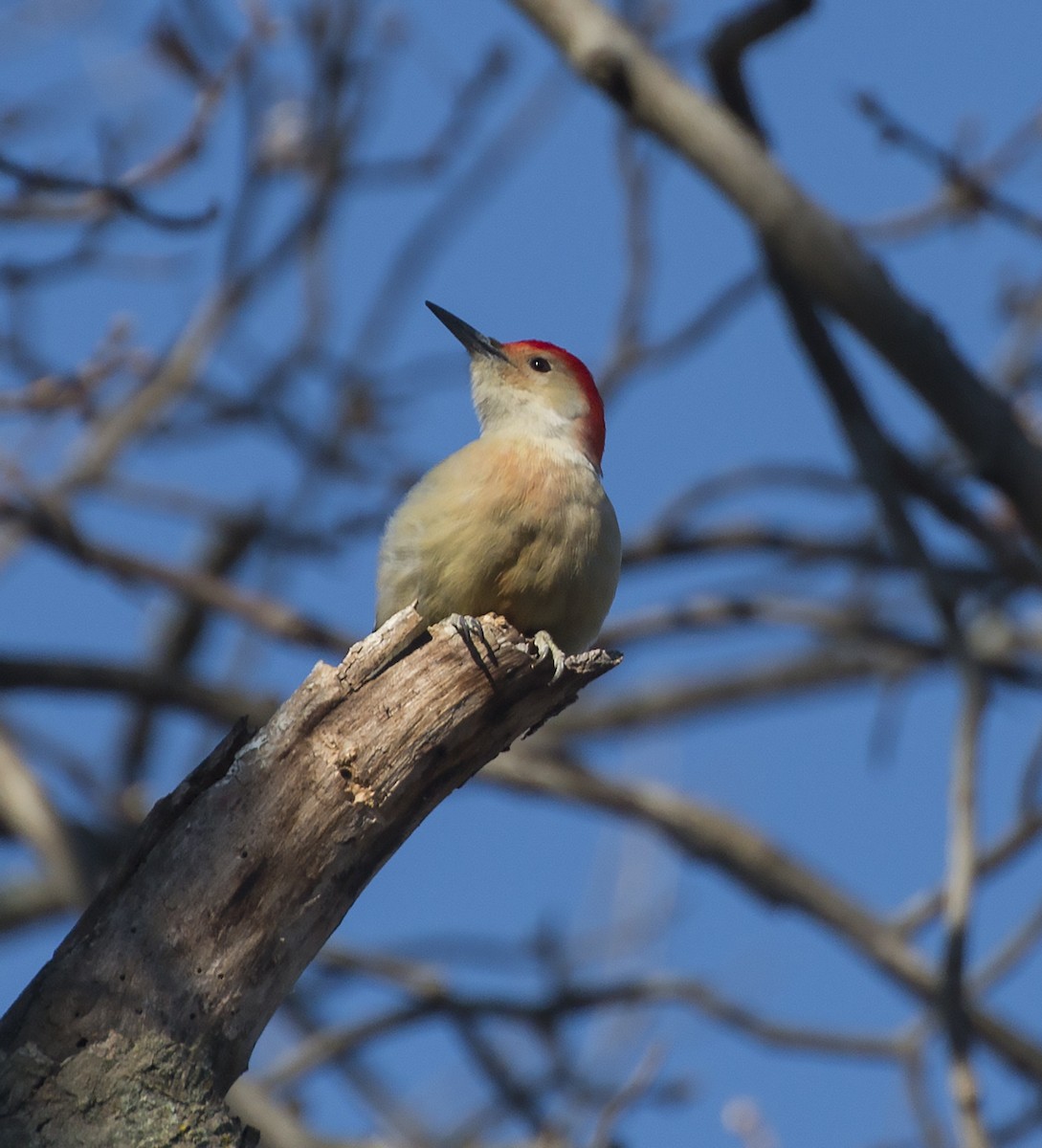 Red-bellied Woodpecker - ML40358661