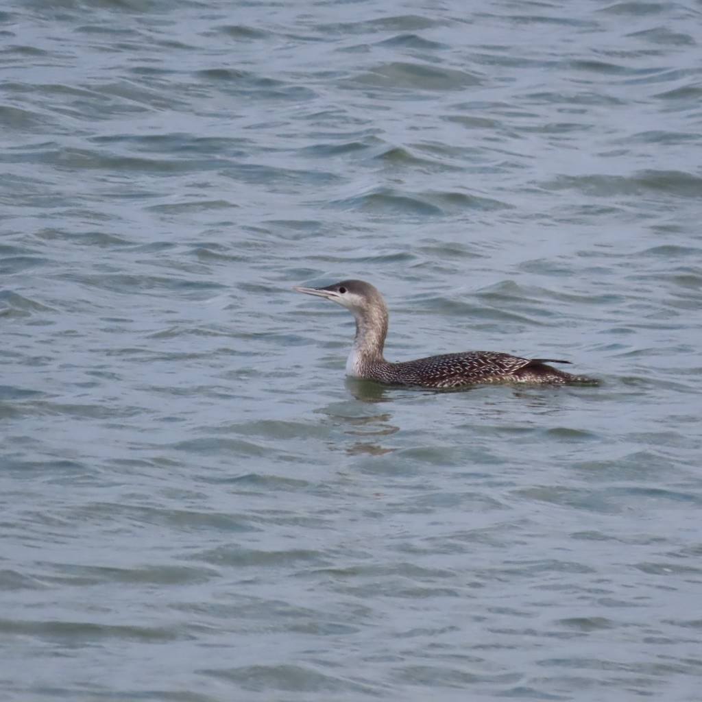 Red-throated Loon - ML403596971