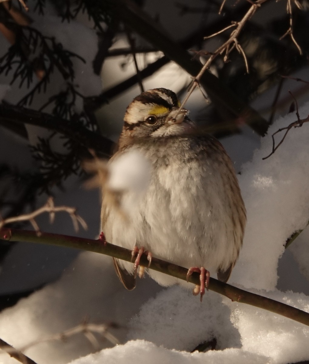 White-throated Sparrow - ML403600801