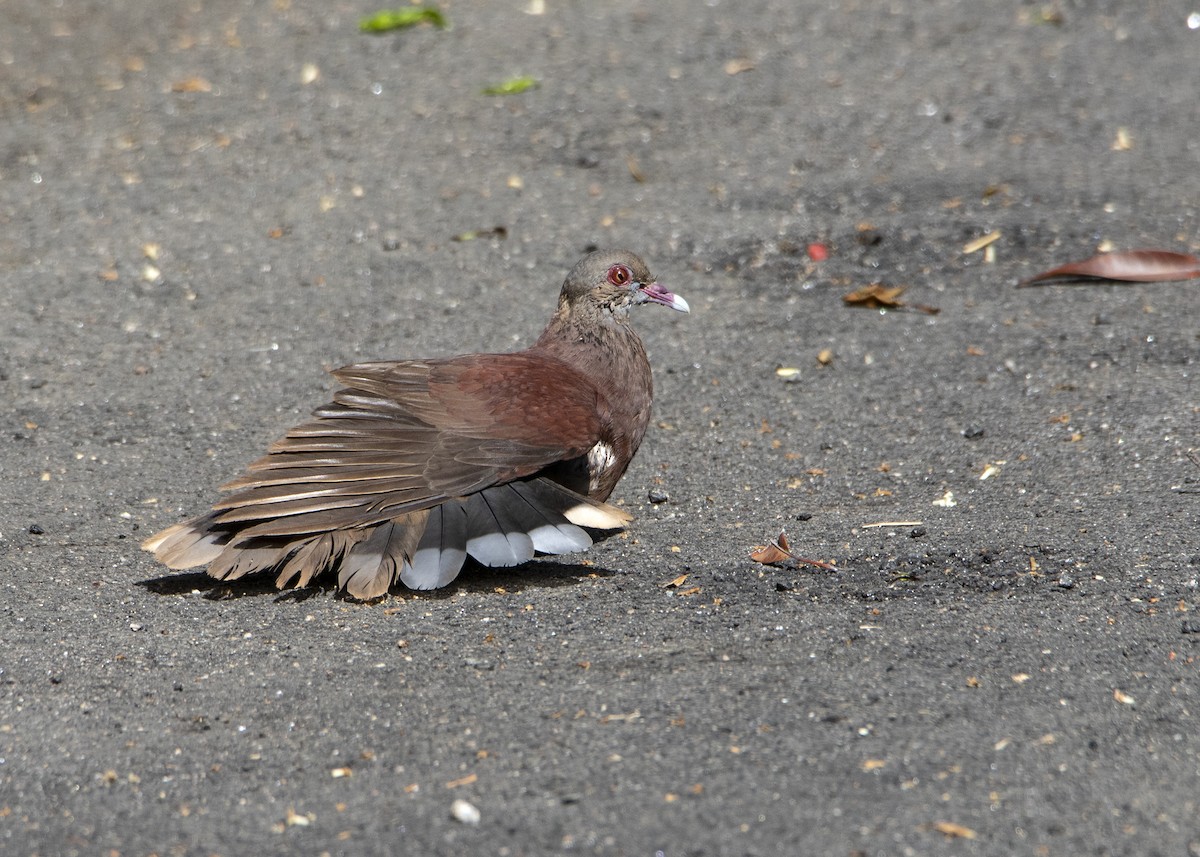 Pigeon de Madagascar - ML403603571