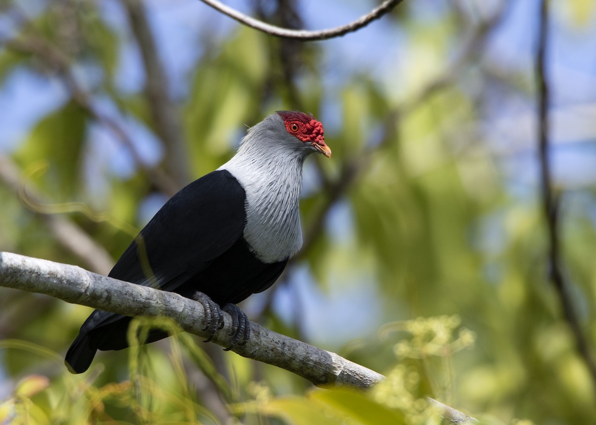 Seychelles Blue-Pigeon - Garima Bhatia