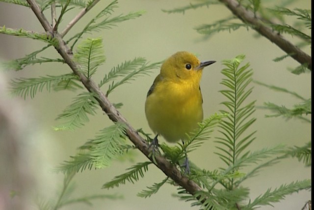 Prothonotary Warbler - ML403608