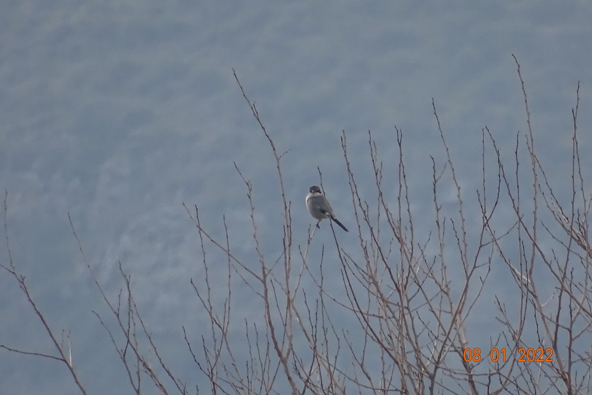Iberian Gray Shrike - ML403610821