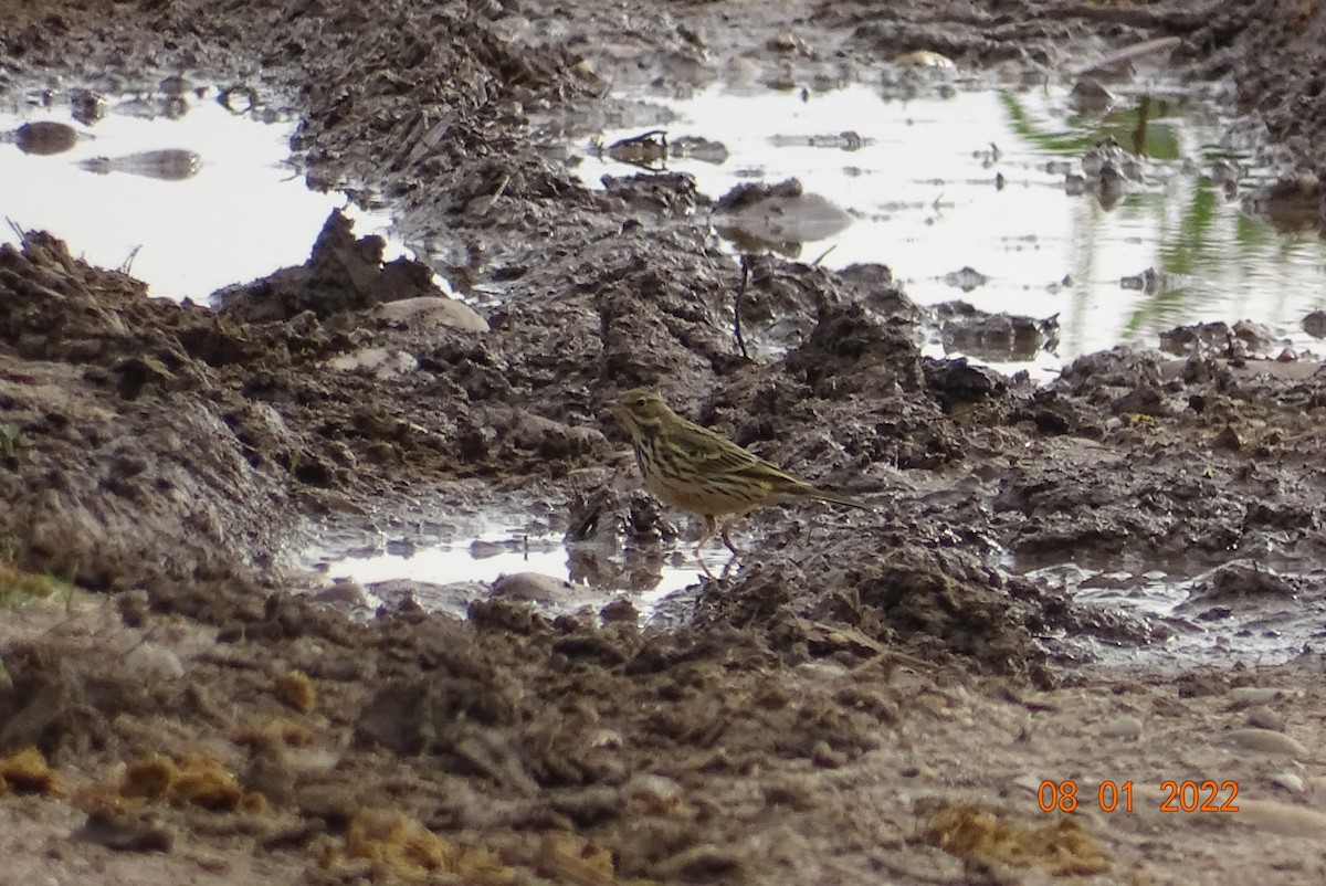 Meadow Pipit - ML403611011