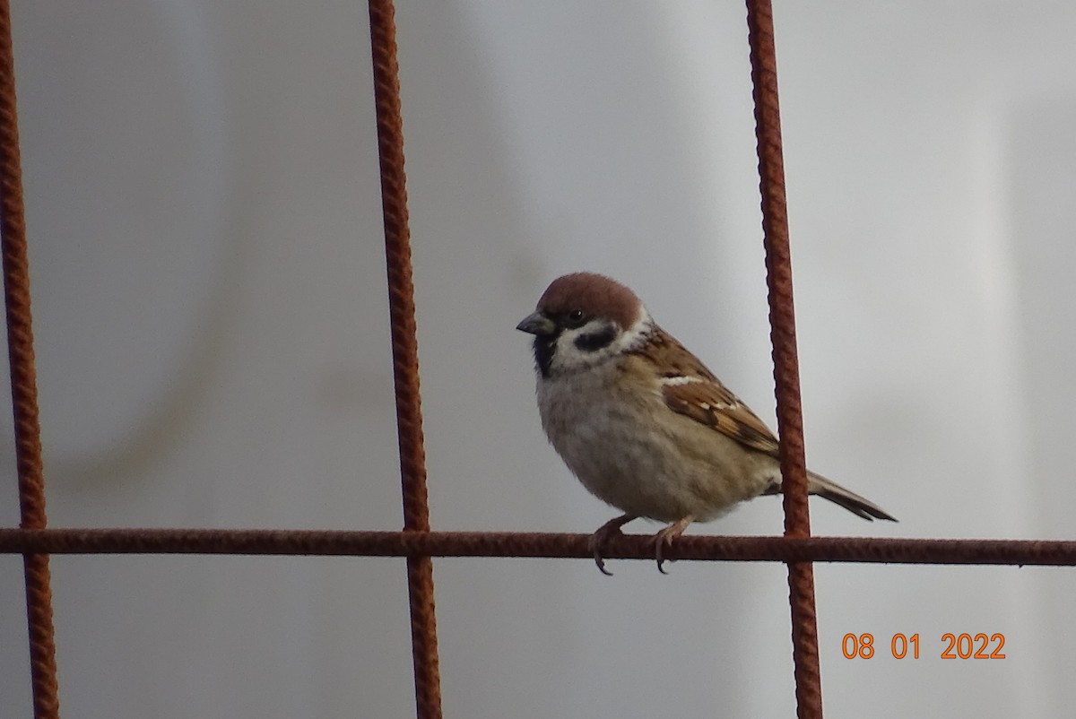 Eurasian Tree Sparrow - ML403611121