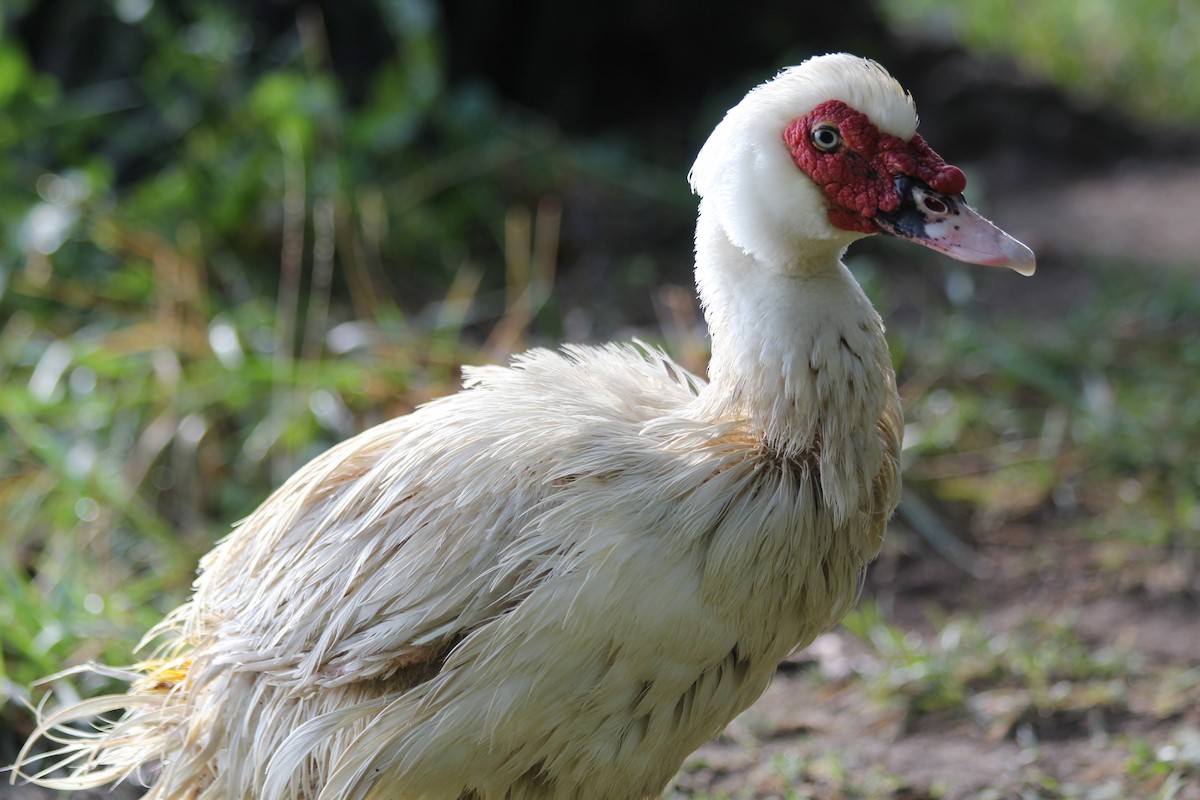 Muscovy Duck (Domestic type) - Adit Nehra