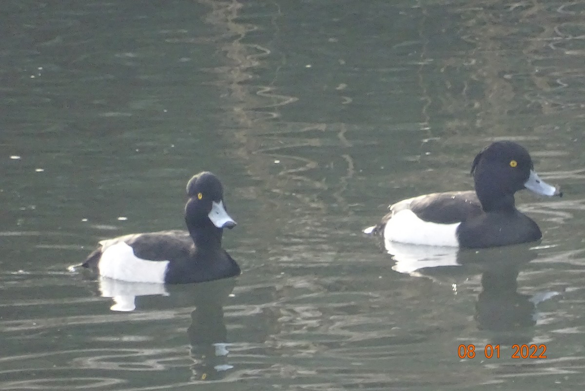 Tufted Duck - ML403611301