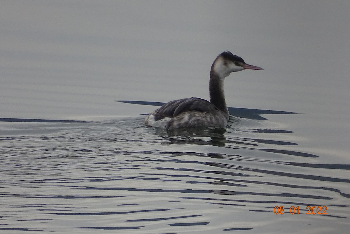 Great Crested Grebe - ML403611371