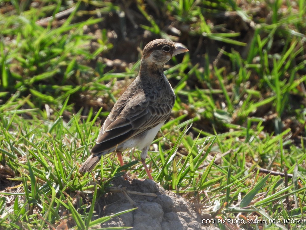 Fischer's Sparrow-Lark - ML403615791