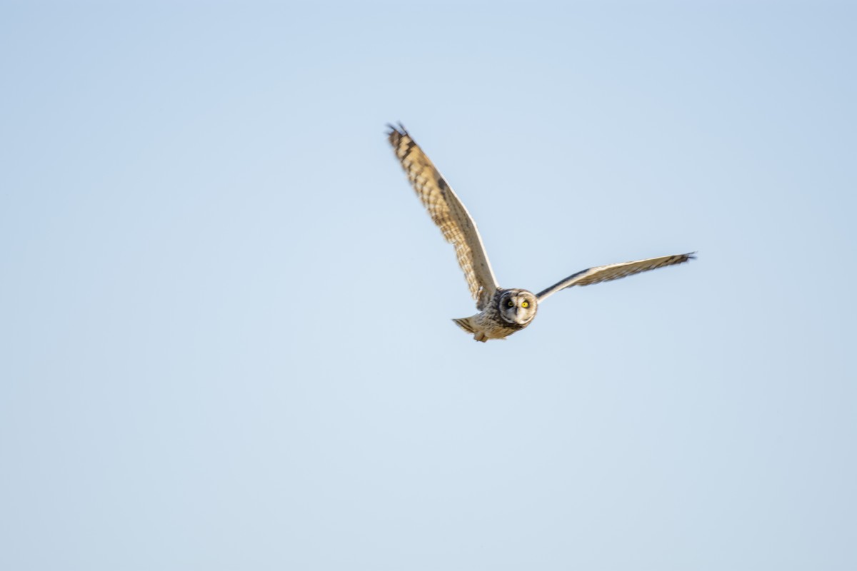 Short-eared Owl - ML403621251