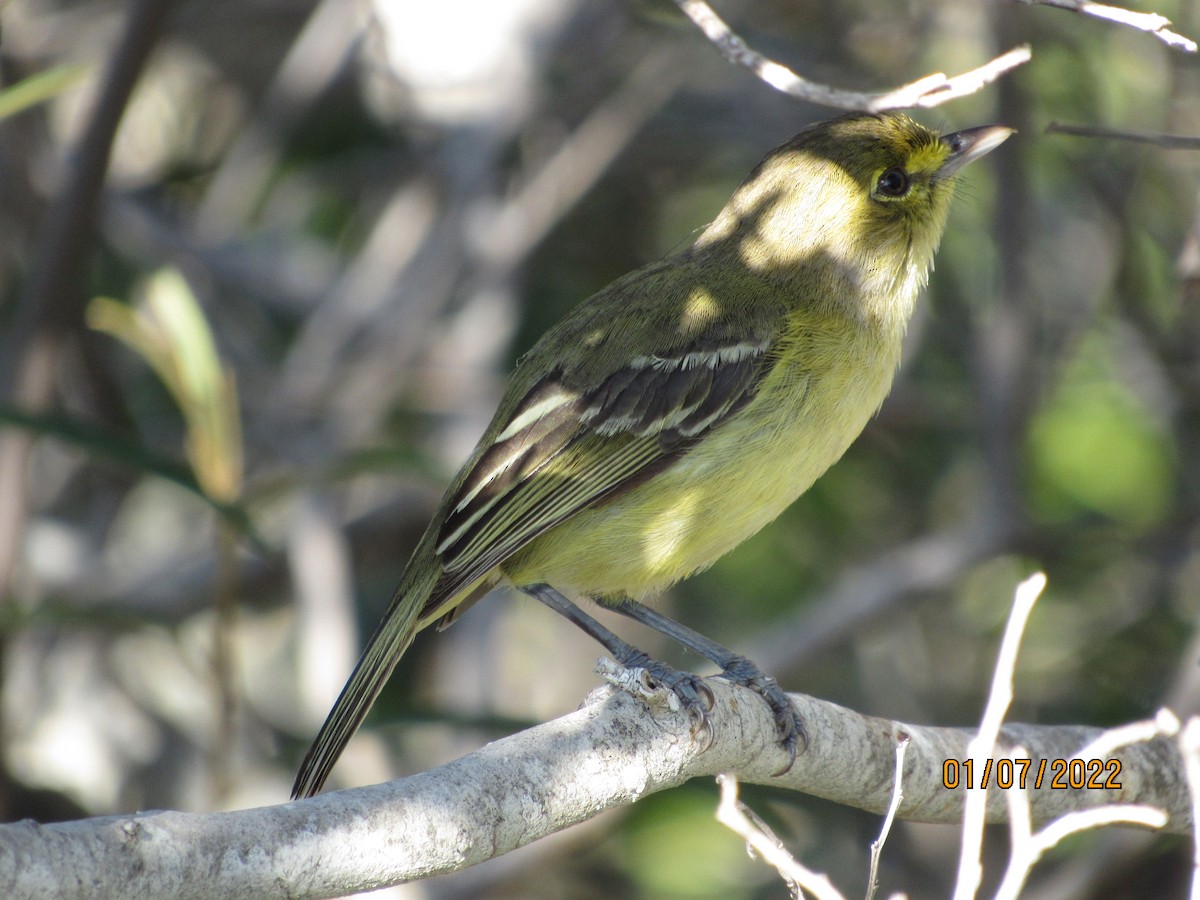 Thick-billed Vireo - Vivian F. Moultrie