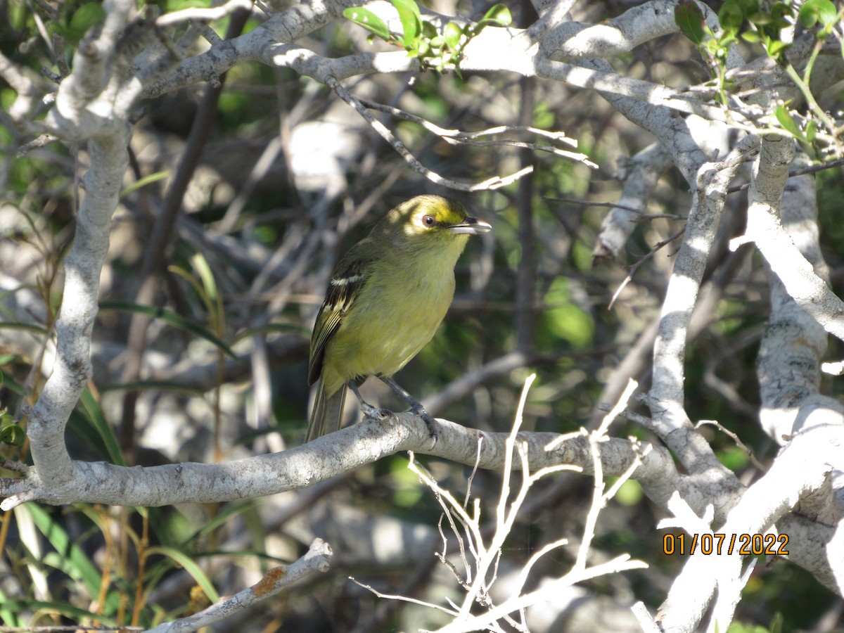 Thick-billed Vireo - ML403624021