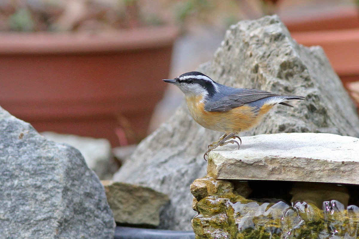 Red-breasted Nuthatch - ML403626051
