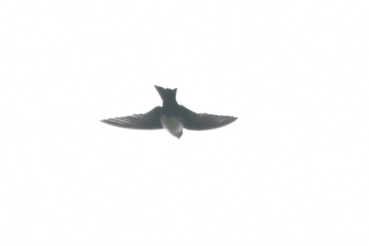 Pale-footed Swallow - Marcin Sołowiej
