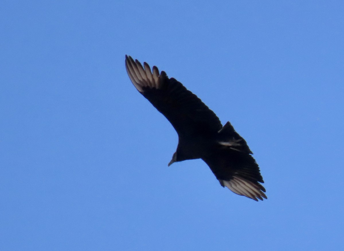 Black Vulture - ML403629141