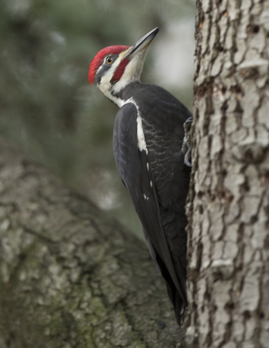 Pileated Woodpecker - Ken Langelier