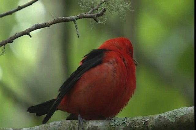Scarlet Tanager - ML403644