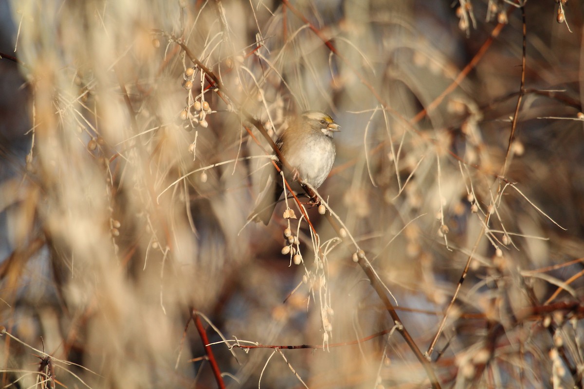 White-throated Sparrow - Cameron Gordon