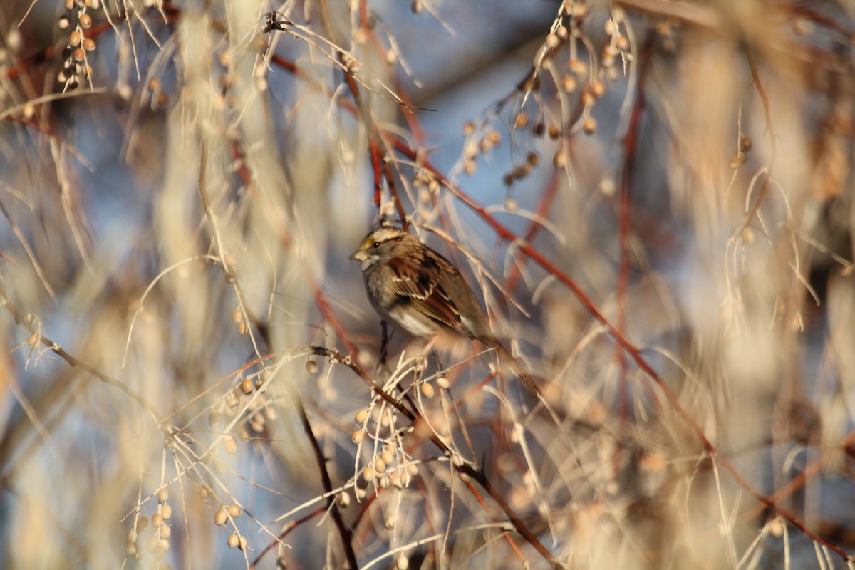 White-throated Sparrow - ML403648191
