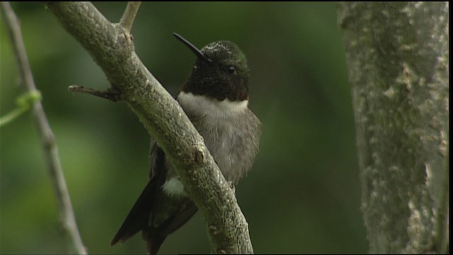 Ruby-throated Hummingbird - ML403651