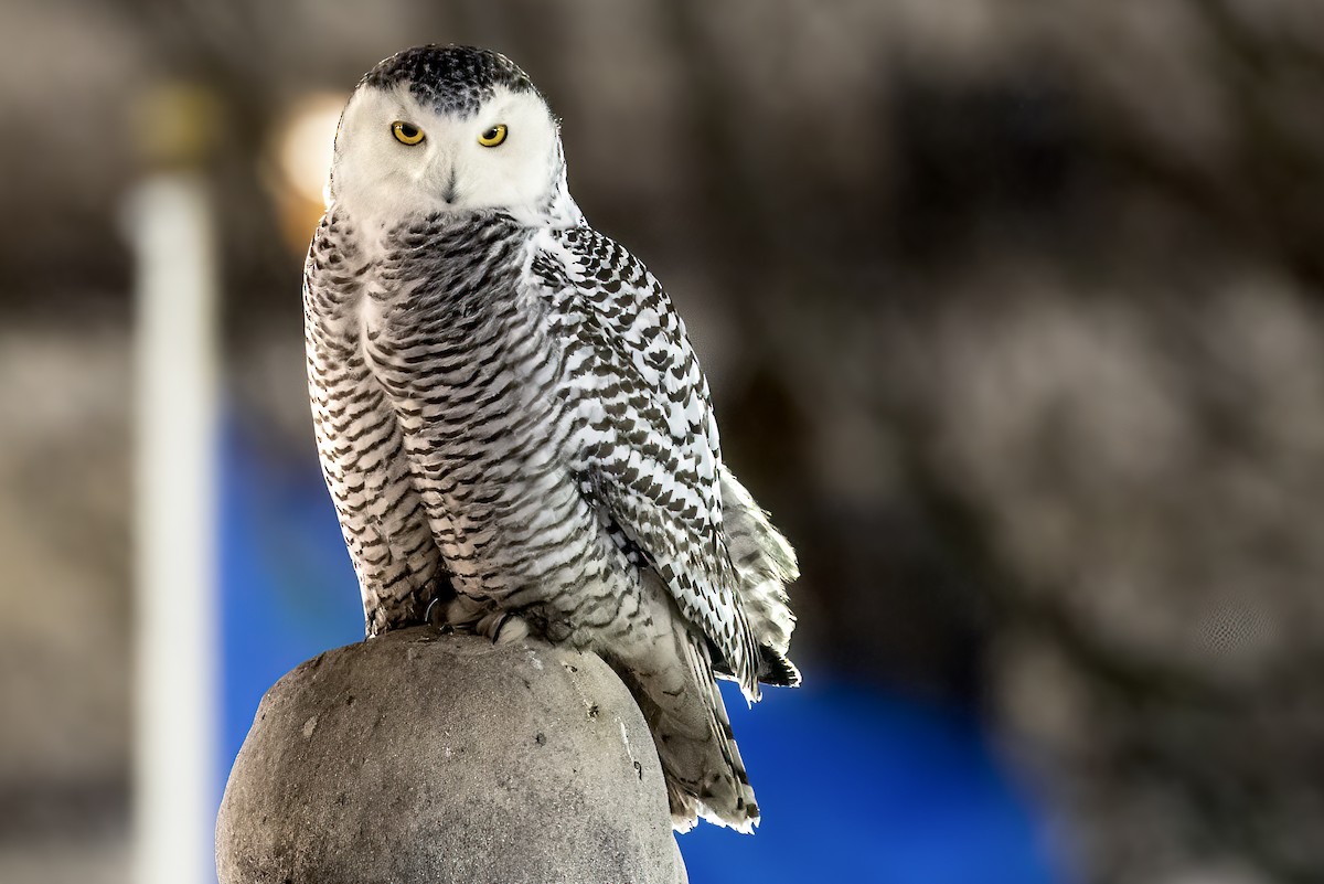 Snowy Owl - ML403653141