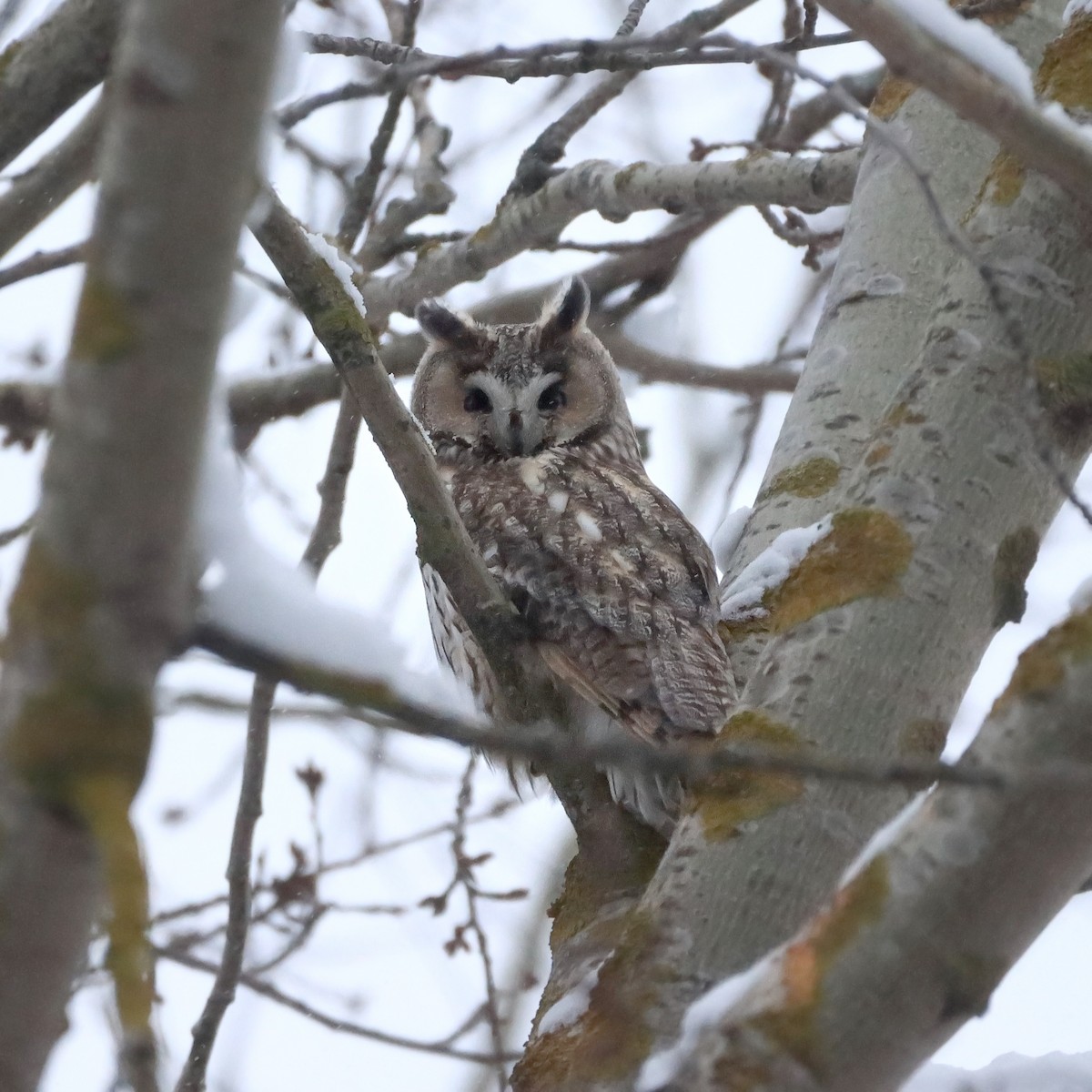 Long-eared Owl - ML403653701