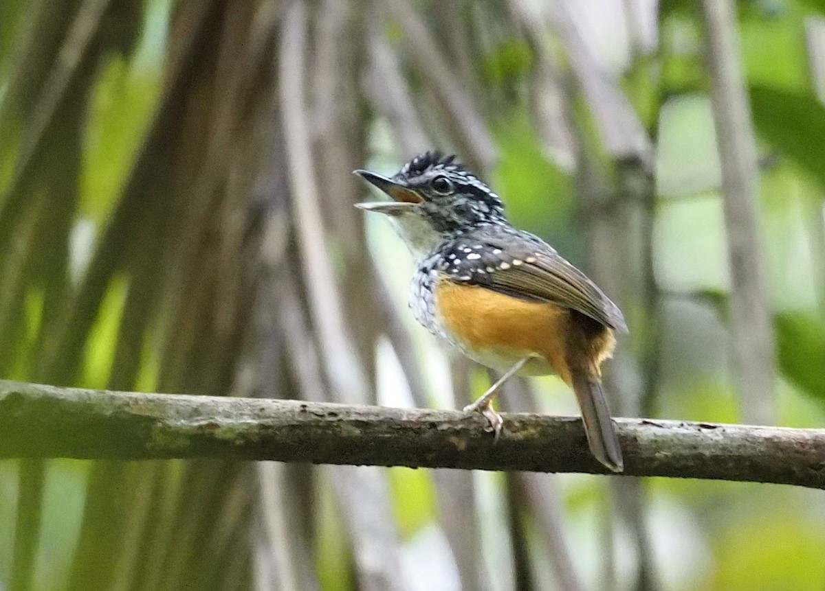 Guianan Warbling-Antbird - ML403661941