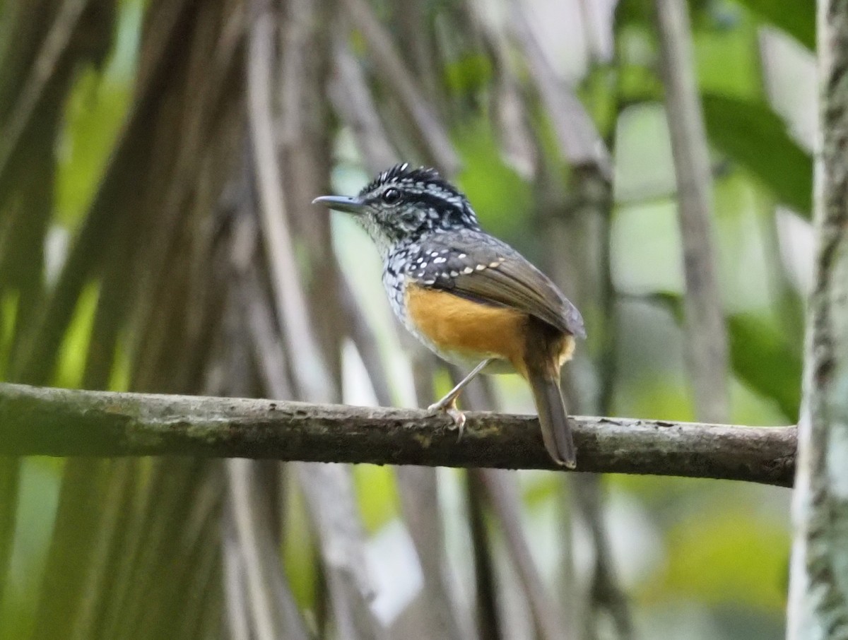 Guianan Warbling-Antbird - ML403662381