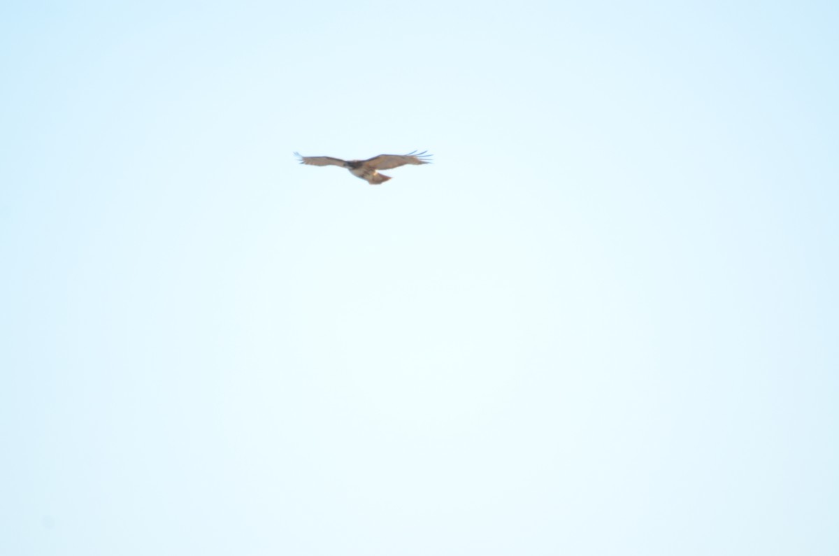 Red-tailed Hawk - ML403663221