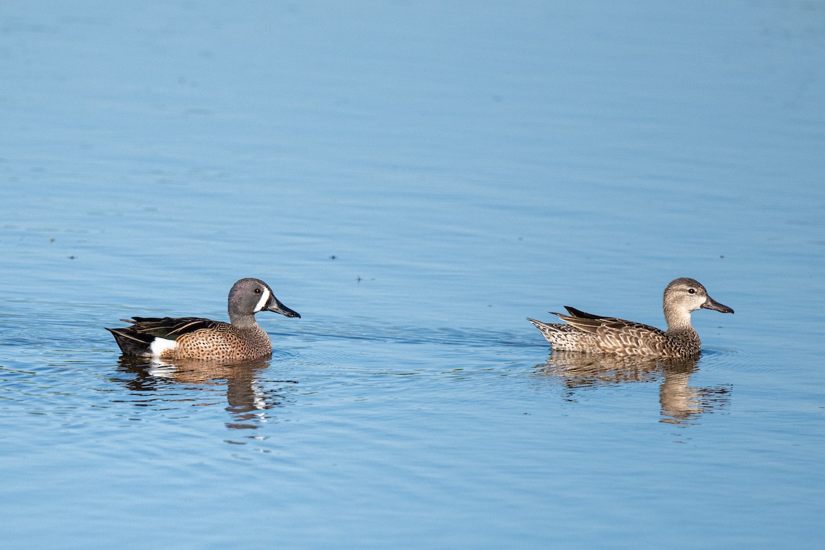 Blue-winged Teal - ML403663391