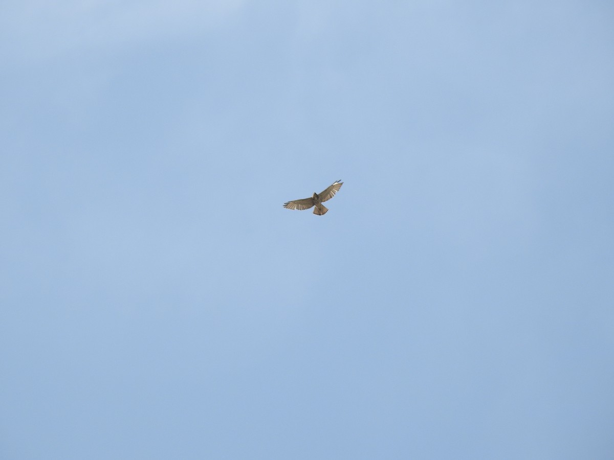 Broad-winged Hawk - ML403668441