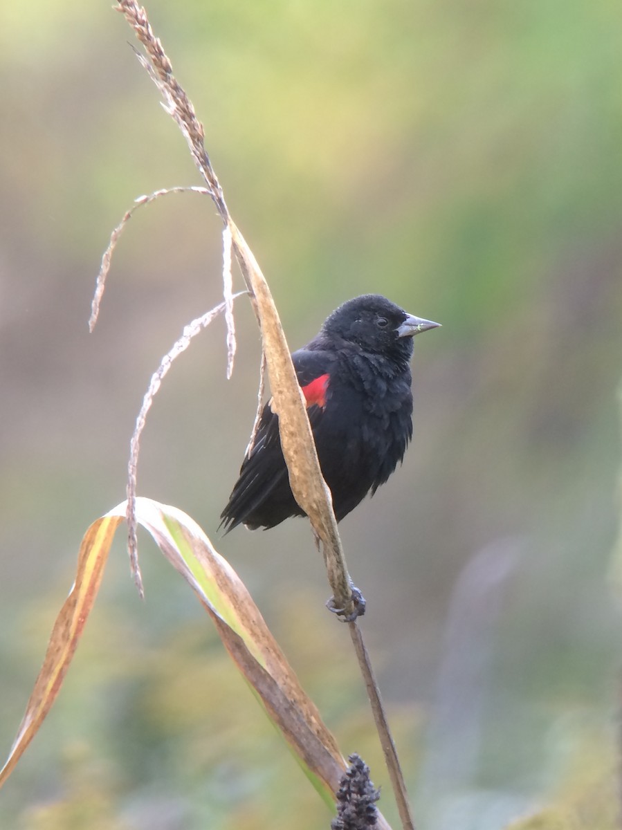 Red-winged Blackbird - ML40367841