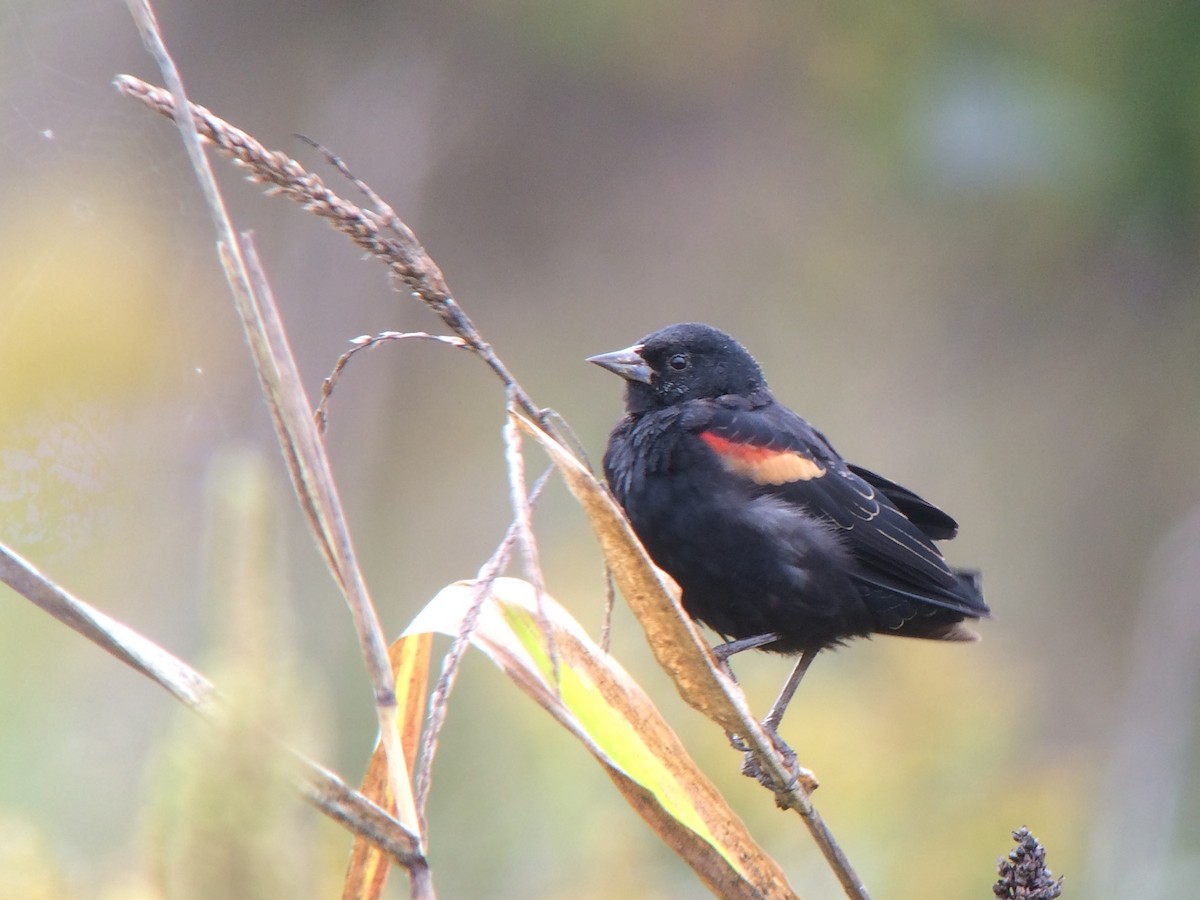 Red-winged Blackbird - Daniel Hinnebusch